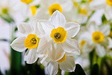 PLAYISM游戏展：刷刷刷类Roguelike游戏 《无口安瓶》主机版2月3日发售